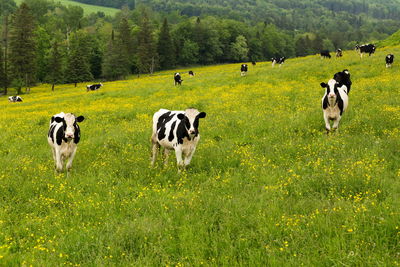 Cows on field