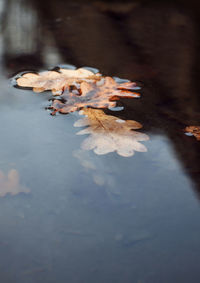 Close-up of dry leaves floating on water