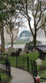Trees in city against sky