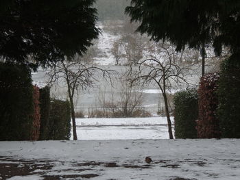 Trees on snow covered landscape