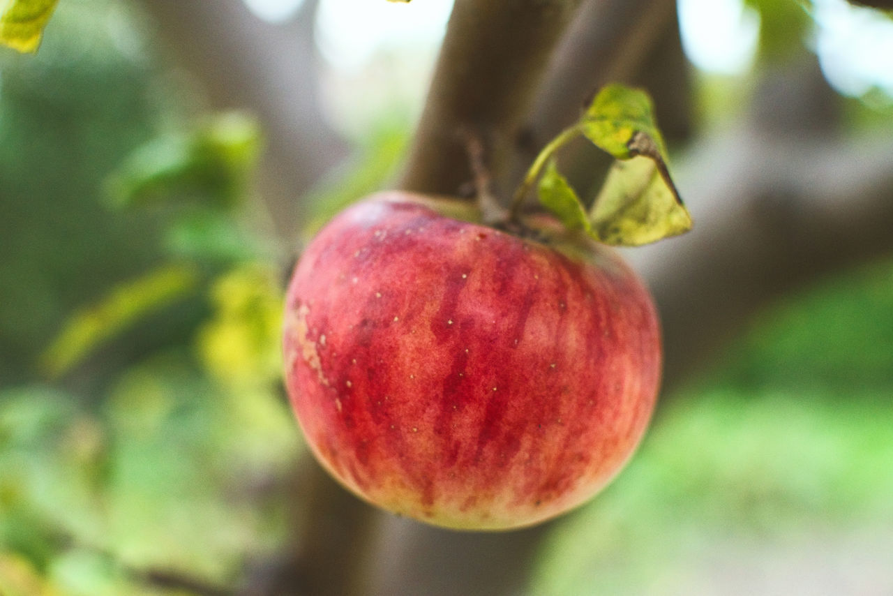 CLOSE-UP OF FRUITS ON TREE
