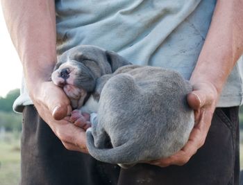 Low section of man holding dog