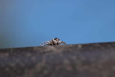 Close-up of insect on rock against clear sky