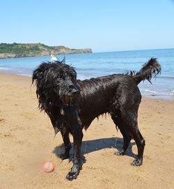 Dog standing on beach against clear sky