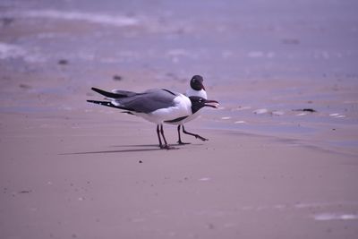 Side view of seagull on beach