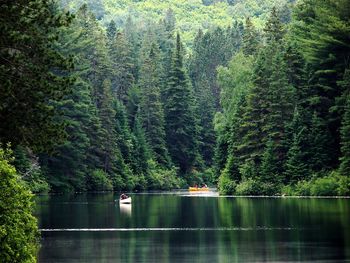 Scenic view of trees