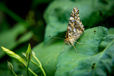 Close-up of butterfly on leaf