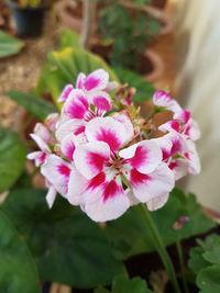 Close-up of pink flowers blooming outdoors