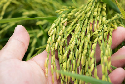 Close-up of hand holding wheat crop
