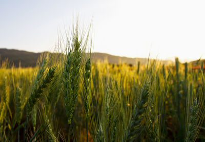 Close-up of wheat field against clear sky