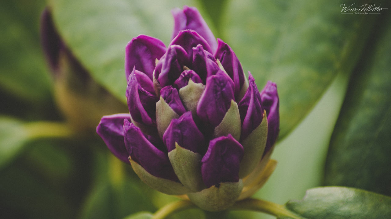 CLOSE-UP OF PINK FLOWER