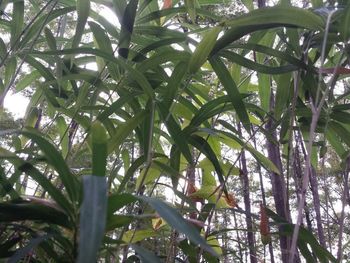 Low angle view of tree