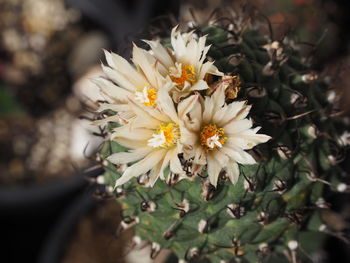 Close-up of flower blooming outdoors