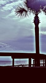 Low angle view of silhouette palm trees on beach against sky