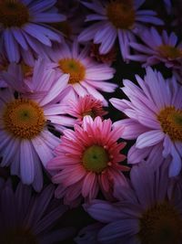 Close-up of daisy flowers