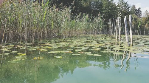 Scenic view of lake