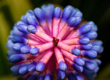 Close-up of purple flowering plant