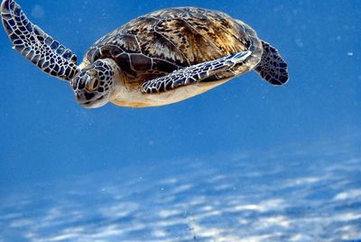 Close-up of turtle swimming in sea