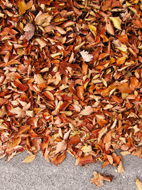 High angle view of maple leaves on field