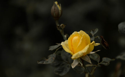 Close-up of yellow rose