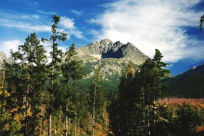 Low angle view of trees on mountain against sky