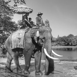 Full length of elephant standing by water against sky