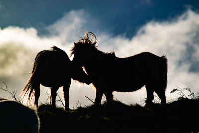 Horse grazing on field