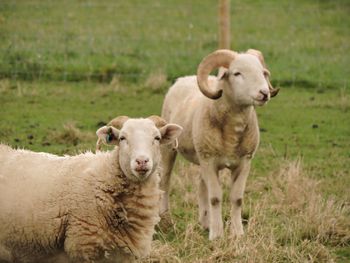 Rams standing on field