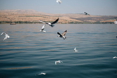 Seagulls flying in the lake