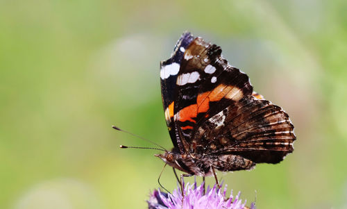 Close-up of butterfly pollinating on flower