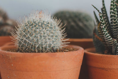 Close-up of cactus in pot