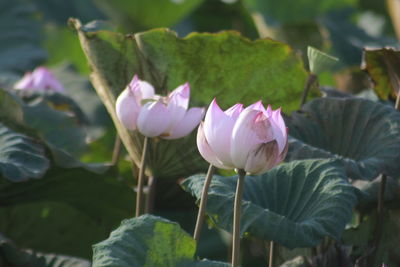 Close-up of pink lotus water lily