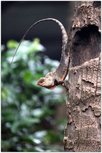 Close-up of squirrel on tree trunk