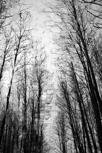 Low angle view of bare trees in forest