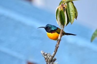 Low angle view of bird perching on tree against sky