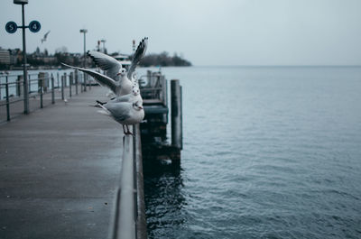 Seagull flying over sea