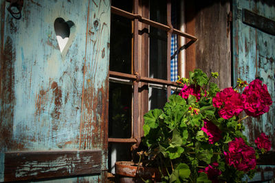 Potted plant on window of old abandoned house