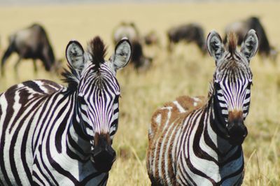 Portrait of zebras on field