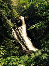 Scenic view of waterfall in forest