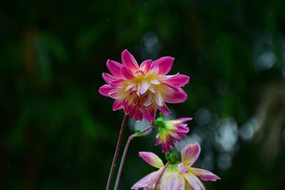 Close-up of pink flowers blooming outdoors