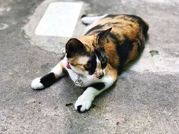 Cat on street