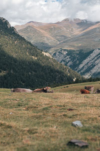 Cows grazing on field