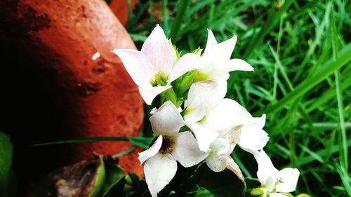 Close-up of white flowers