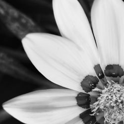 Close-up of lotus blooming outdoors