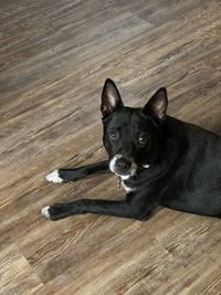 Portrait of dog on hardwood floor