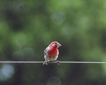 Close-up of bird perching on a tree