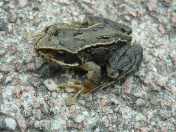 Close-up of lizard