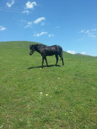 Horses in a field