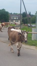 Cows standing on road against sky