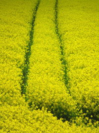 High angle view of yellow flower field